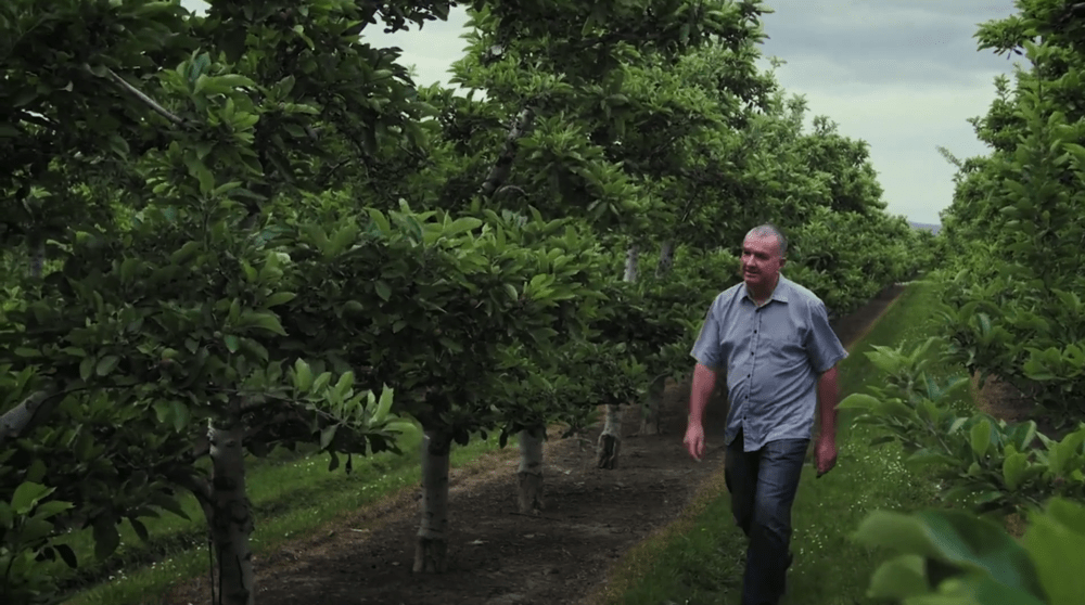 Apples and Pears - Alan Apples and Pears - Alan